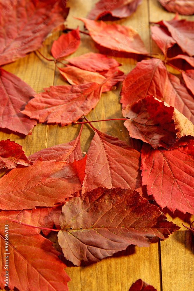 Obraz premium Background of red autumn leaves on wooden table, close-up