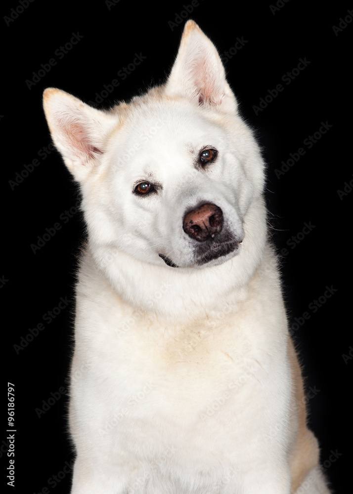Portrait Of Akita Dog Portrait Of Akita Dog