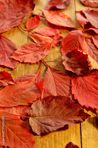 Background of red autumn leaves on wooden table  close-up