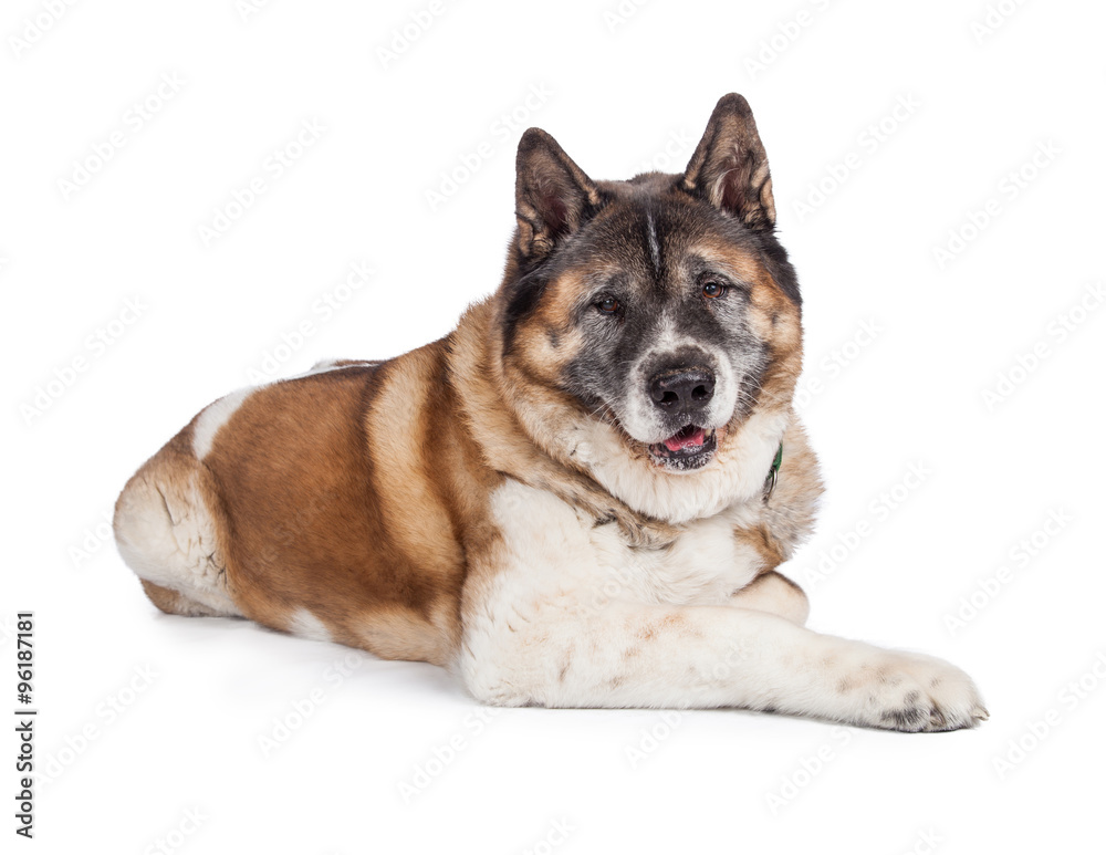 Portrait Of Loyal Akita Dog Against White Background