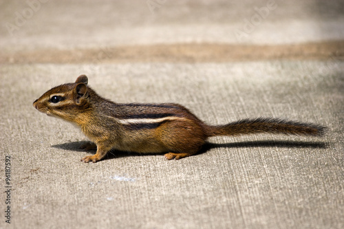 Εκτύπωση καμβά Chipmunk