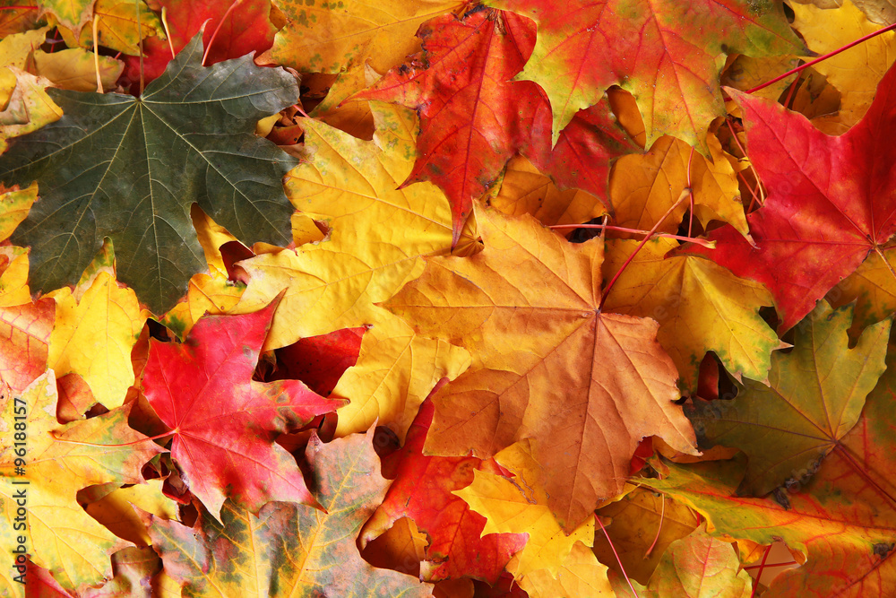 Fototapeta premium Autumn maple leaves