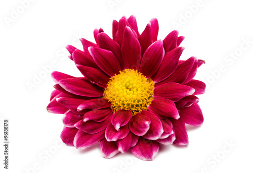 beautiful magenta chrysanthemum