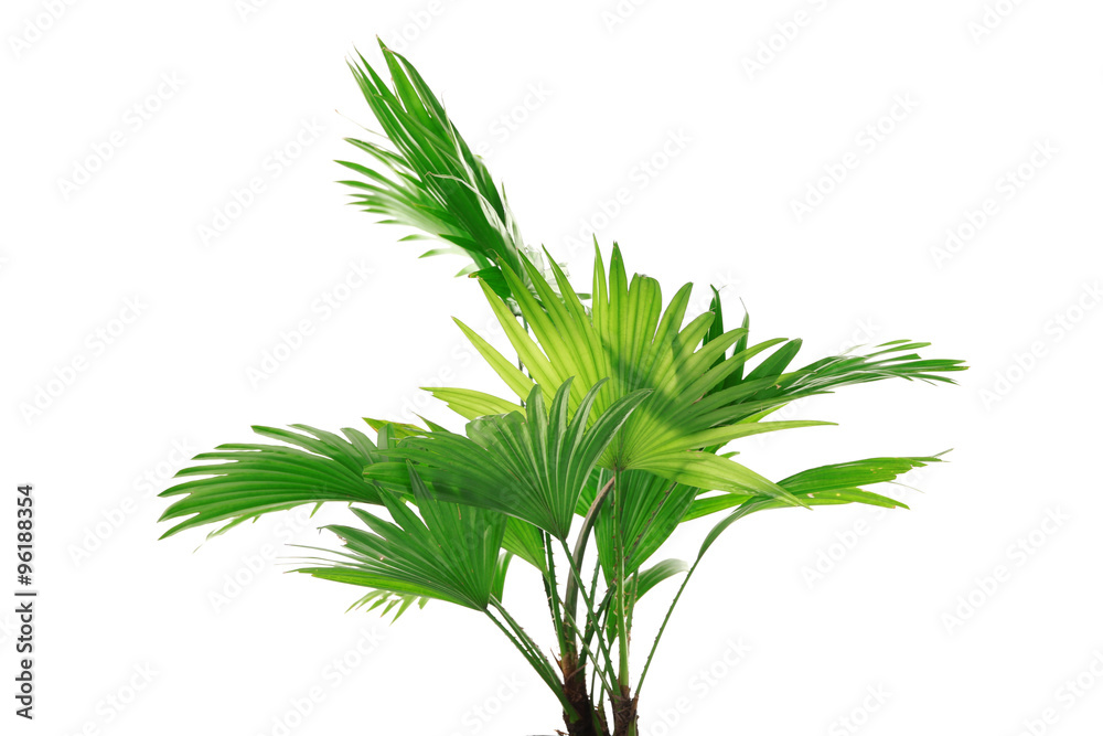 Palm tree (Livistona Rotundifolia), isolated on white Palm tree (Livistona Rotundifolia), isolated on white