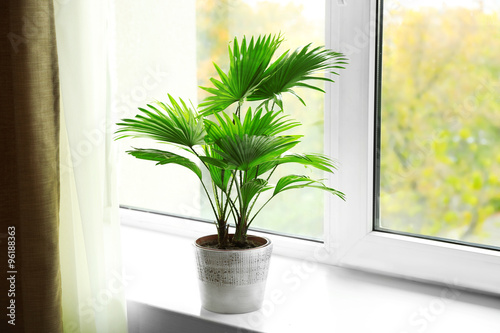 Palm tree  Livistona Rotundifolia  in flowerpot on windowsill at home