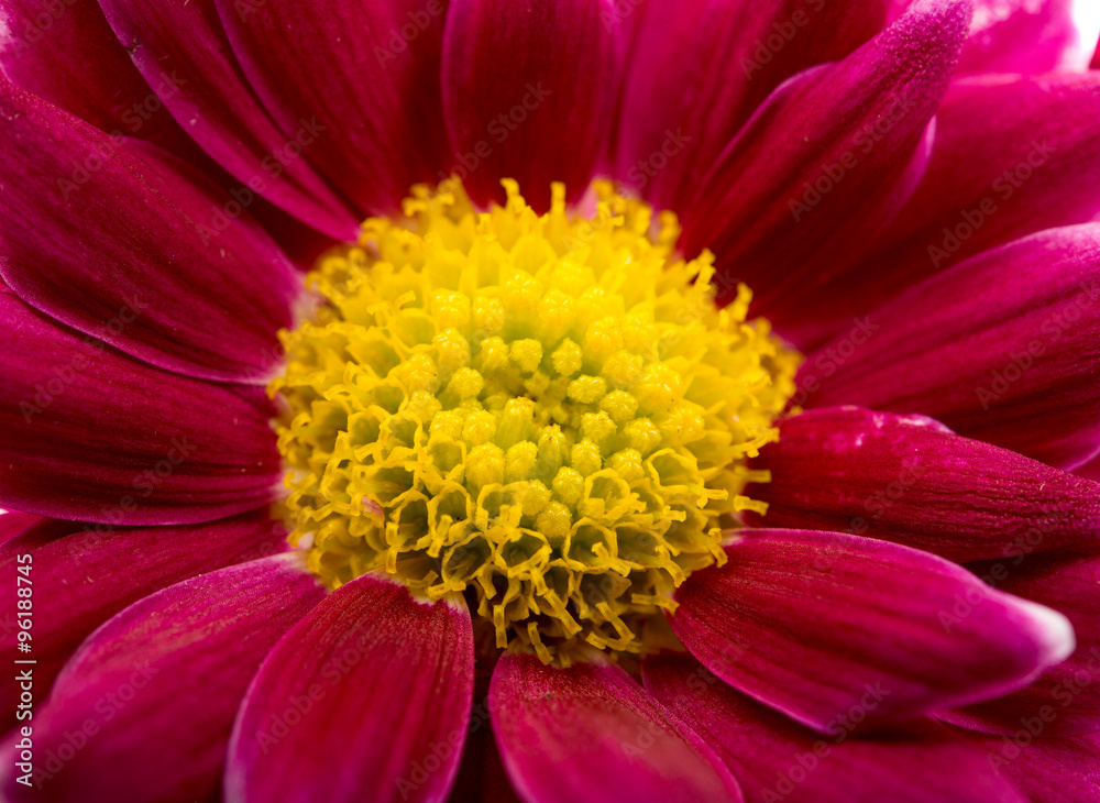 close up of magenta chrysanthemum close up of magenta chrysanthemum