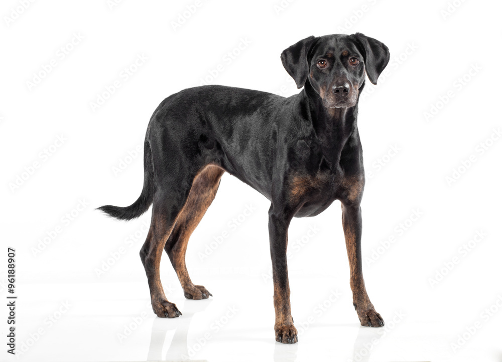 Cute black and tan dog standing facing the camera