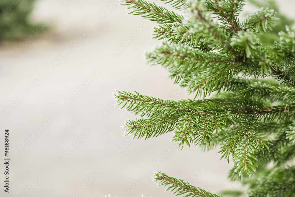Fir branch in hoarfrost Fir branch in hoarfrost