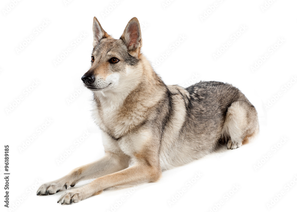 Alert Czechoslovakian wolfdog lying