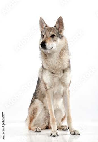 Czechoslovakian wolfdog with an alert expression