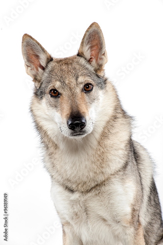Czechoslovakian wolfdog sitting staring