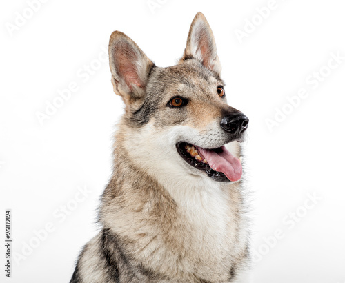 Head portrait of a Czechoslovakian wolfdog