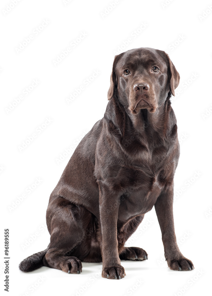 Big gentle chocolate labrador retriever Big gentle chocolate labrador retriever