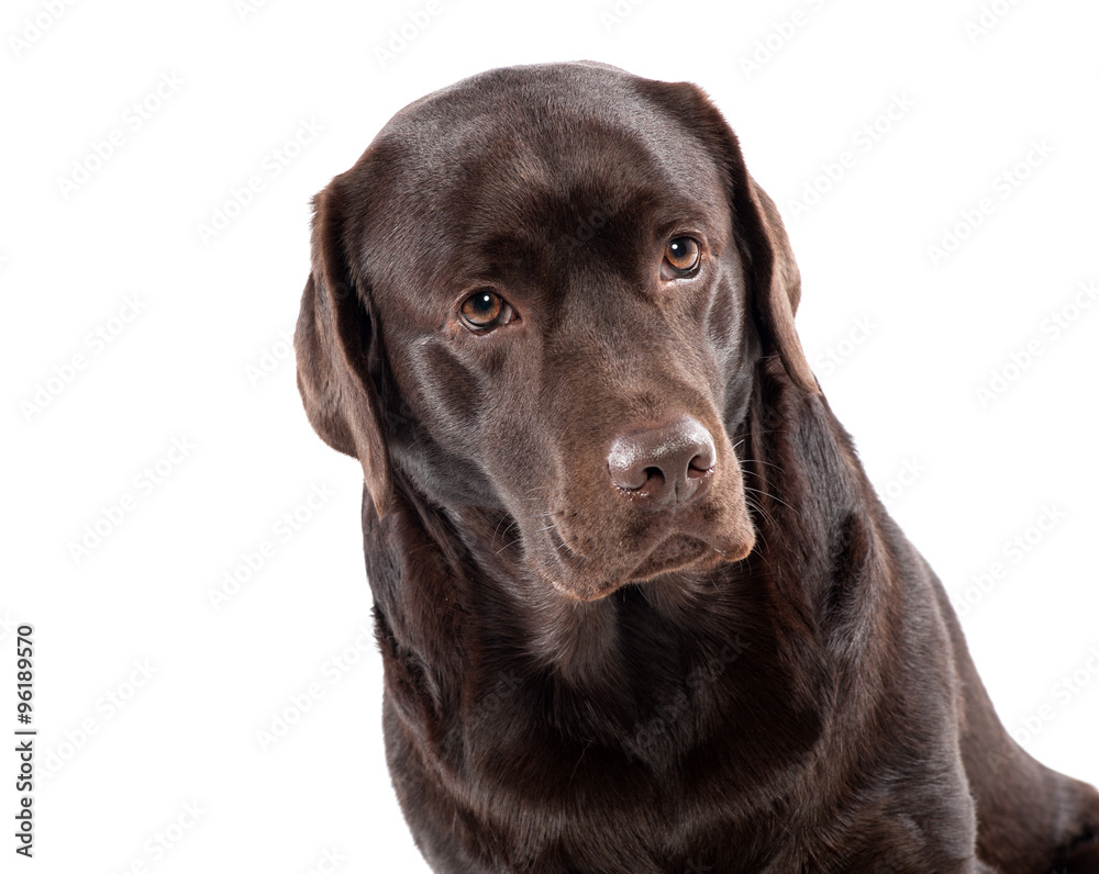 Lovely chocolate labrador