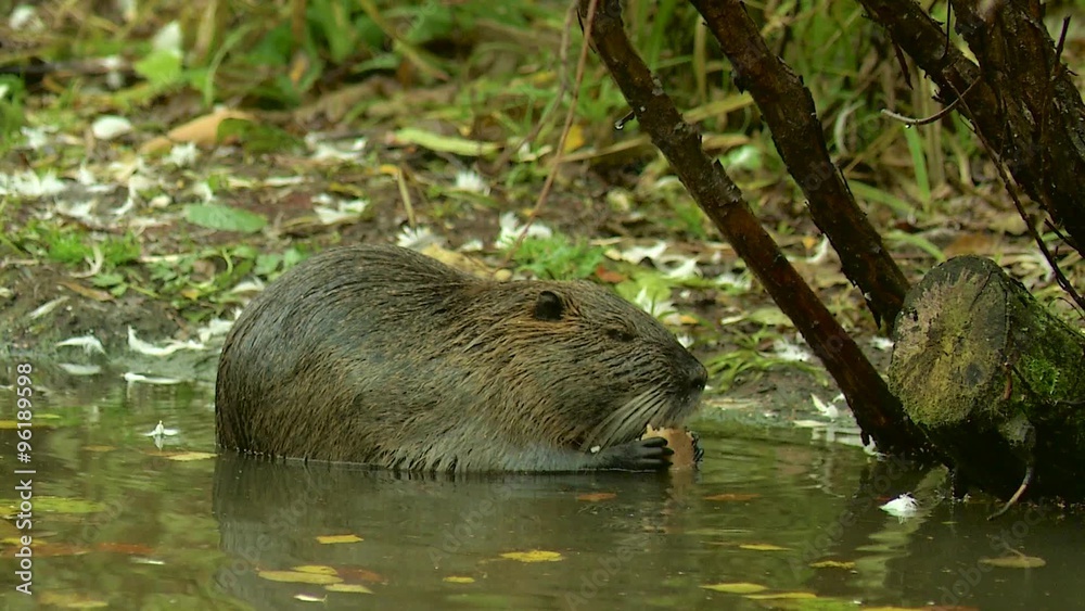 Cute wild furry coypu (river rat, nutria) eating on riverside near grass, close up Cute wild furry coypu (river rat, nutria) eating on riverside near grass, close up