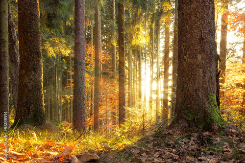 Fototapeta Naklejka Na Ścianę i Meble -  märchenhafte Herbstlandschaft im Schwarzwald