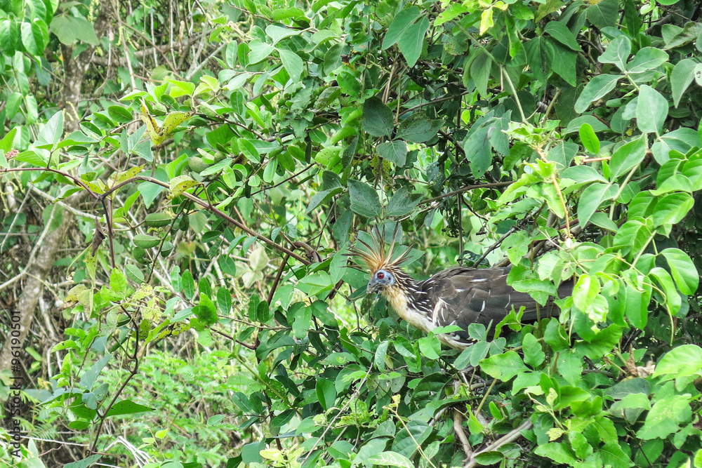 Hoatzin Bird Hoatzin Bird