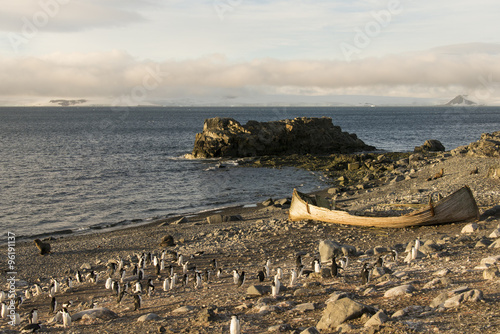 Foto Manchot à jugulaire, Otarie à fourrure, ancien bateau de chasseurs de baleines,