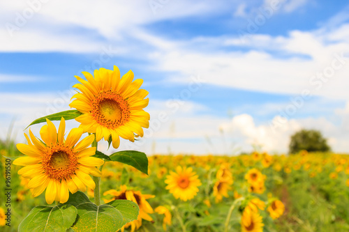 Beautiful sunflower in the field and blue sky