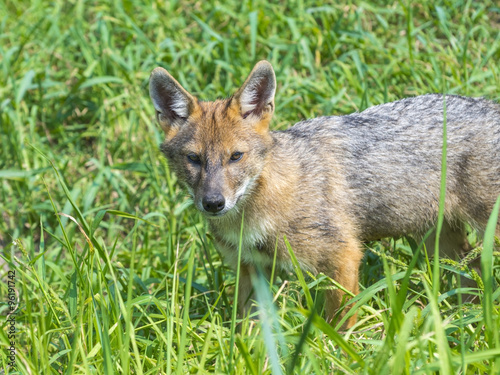 Young golden jackal (Canis aureus) © belizar