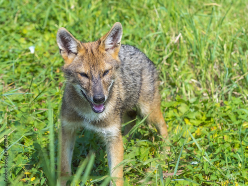 Young golden jackal  Canis aureus 