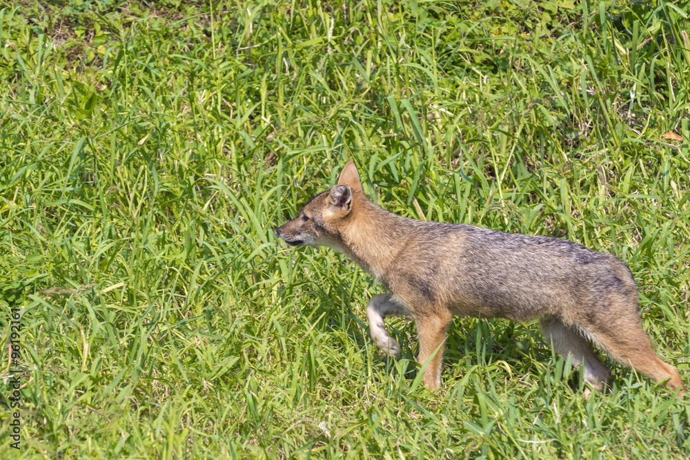 Young golden jackal (Canis aureus) Young golden jackal (Canis aureus)