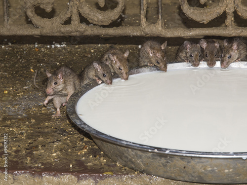 Mouse who drink photo