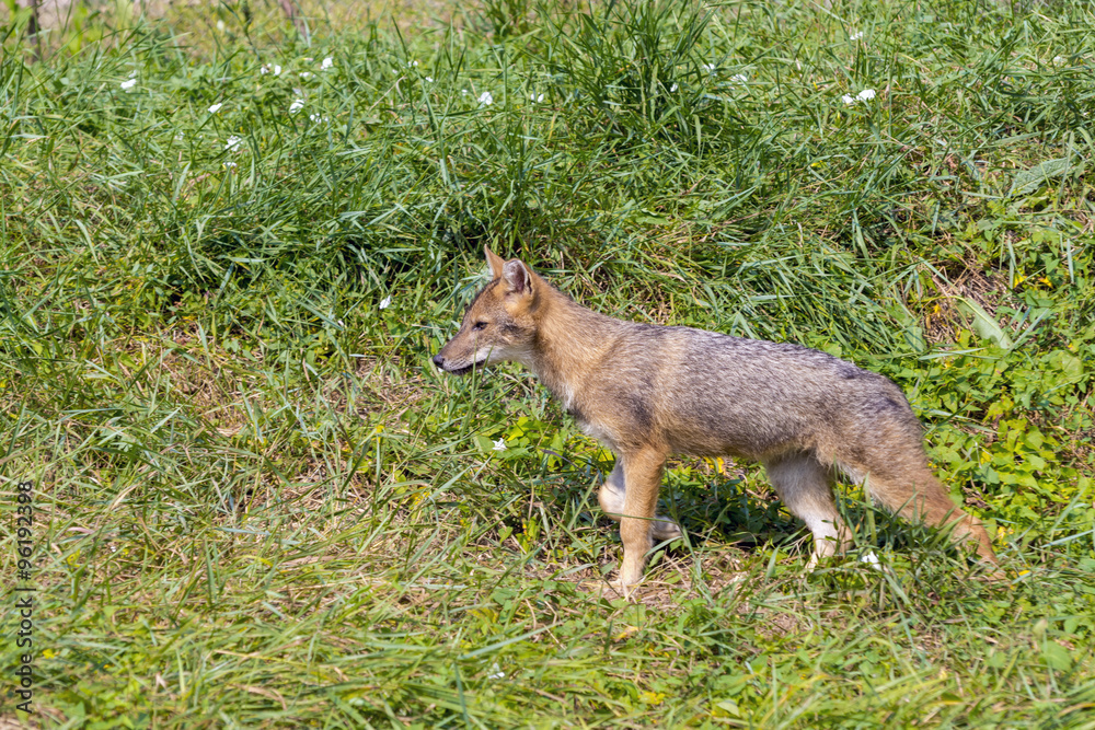 Obraz premium Young golden jackal (Canis aureus)