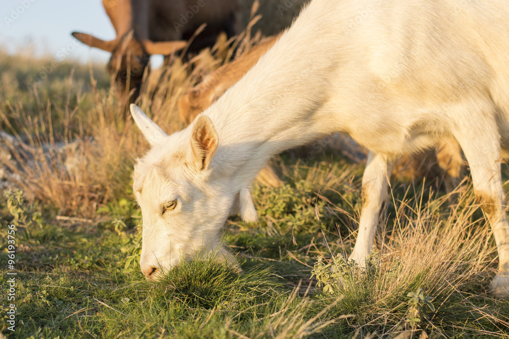 Goat grazing in the field with others in background Goat grazing in the field with others in background