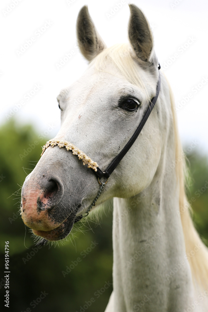 Fototapeta premium Beautiful head shot of an arabian horse on natural background