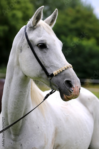 Head shot of a beautiful purebred grey arabian mare