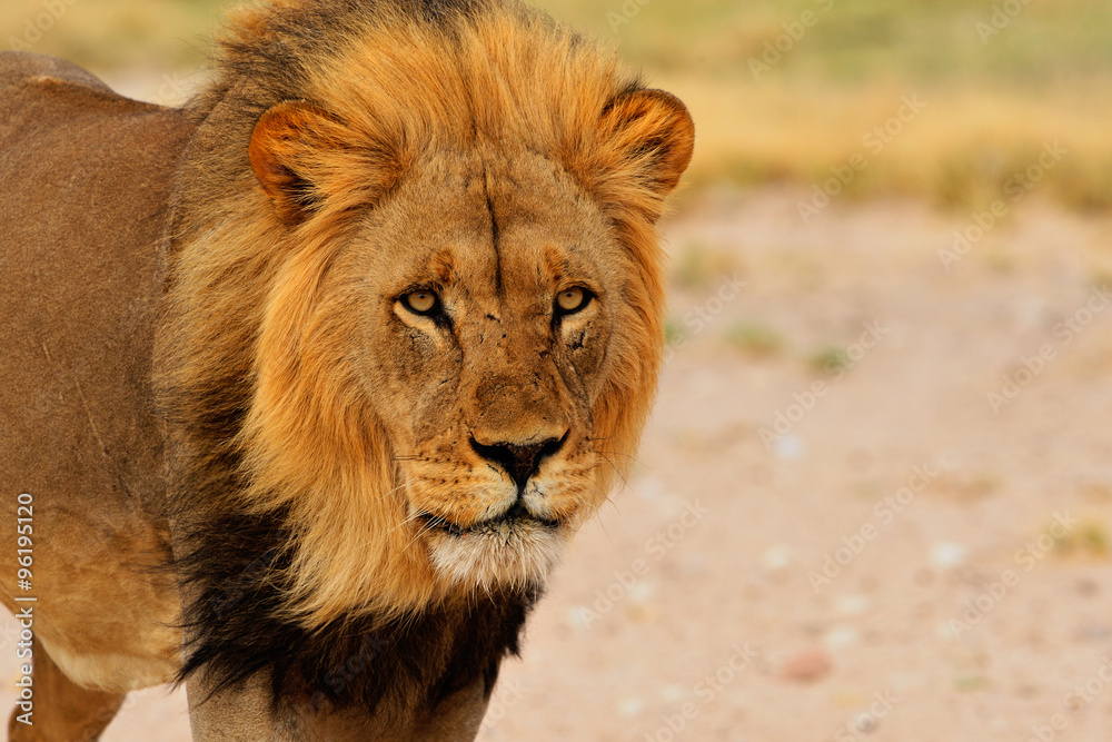 Black mane lion Black mane lion