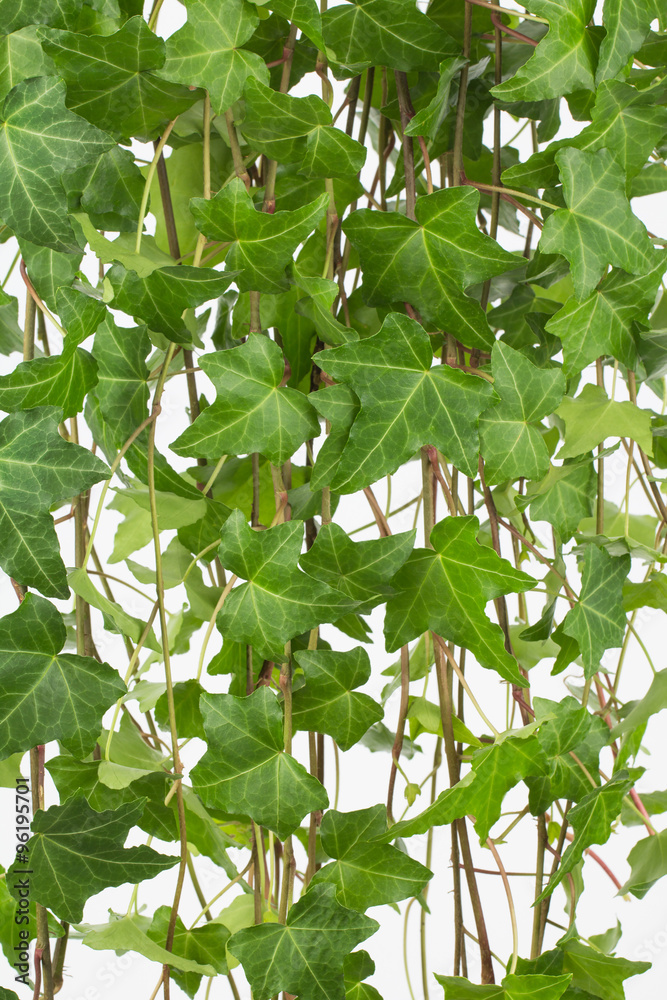 Common english ivy vine background