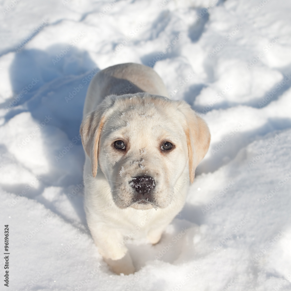 Winter Animal Labrador Puppy Dog In Snow