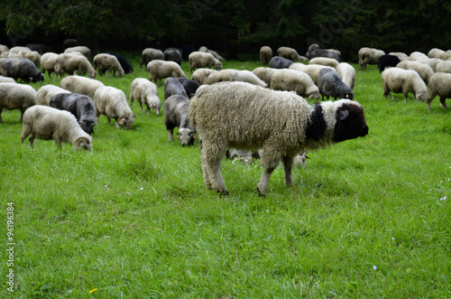 Sheeps in the polish Tatra Mountains