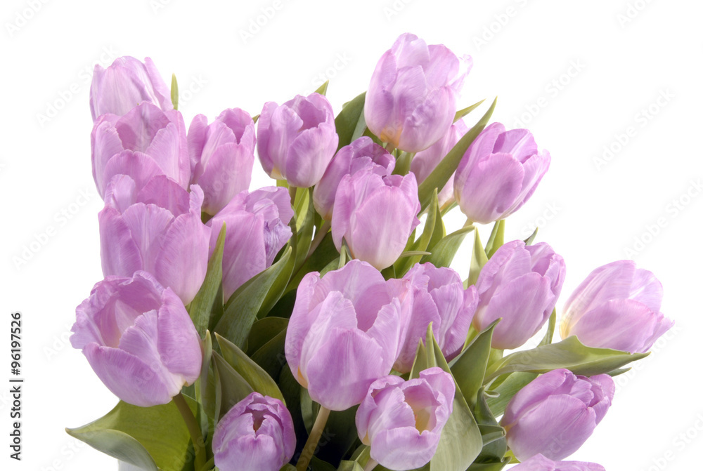 Obraz premium grote bos roze/paarse tulpen 