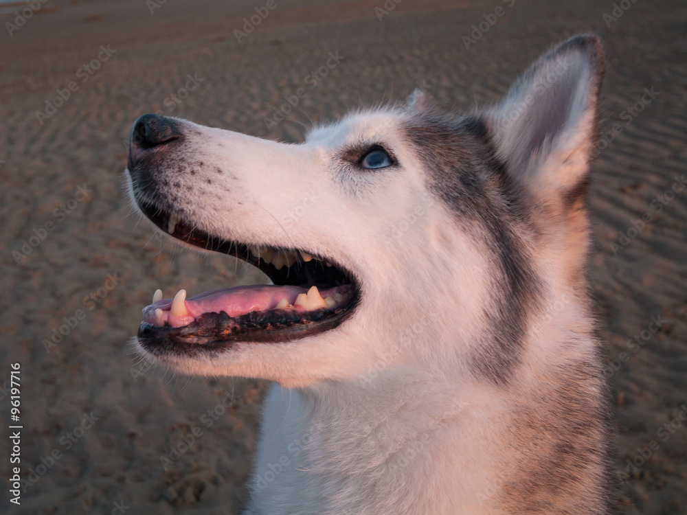 husky dog on a beach at dusk husky dog on a beach at dusk
