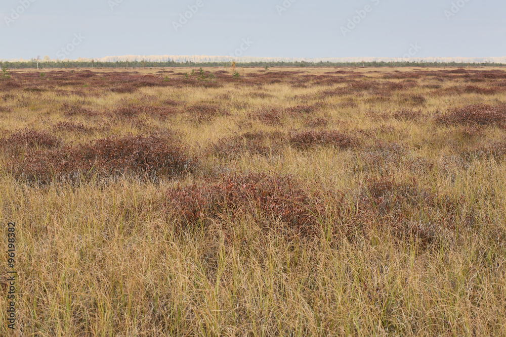 Autumn brown field at the swamp Autumn brown field at the swamp