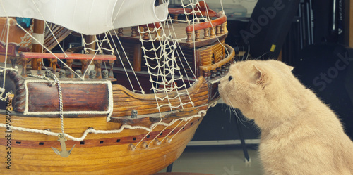 cat sniffs sailboat