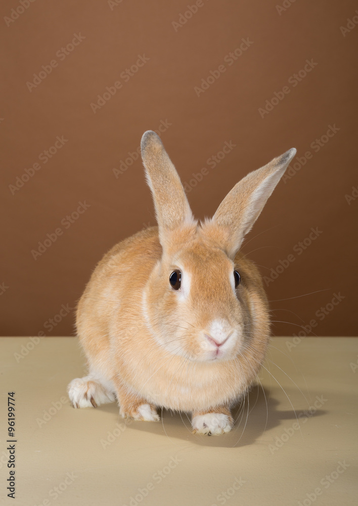 Fototapeta premium bunny rabbit posing in a studio against a cream and brown wall