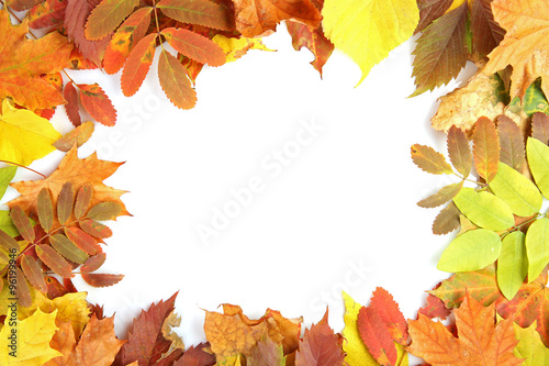 Colorful autumn leaves  isolated on white