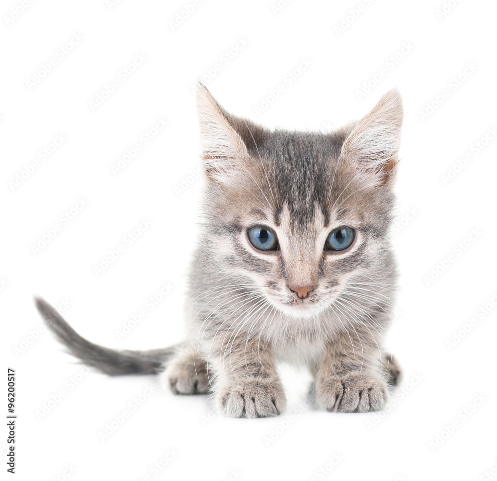 Cute little grey kitten, isolated on white Cute little grey kitten, isolated on white