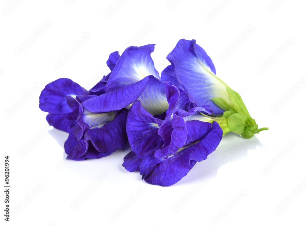 Obraz premium Butterfly Pea flower on white background