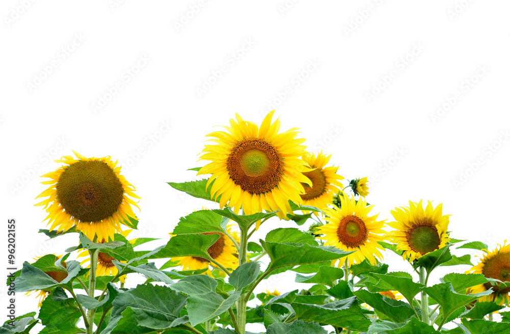 Sunflowers isolated on white background. Sunflowers isolated on white background.