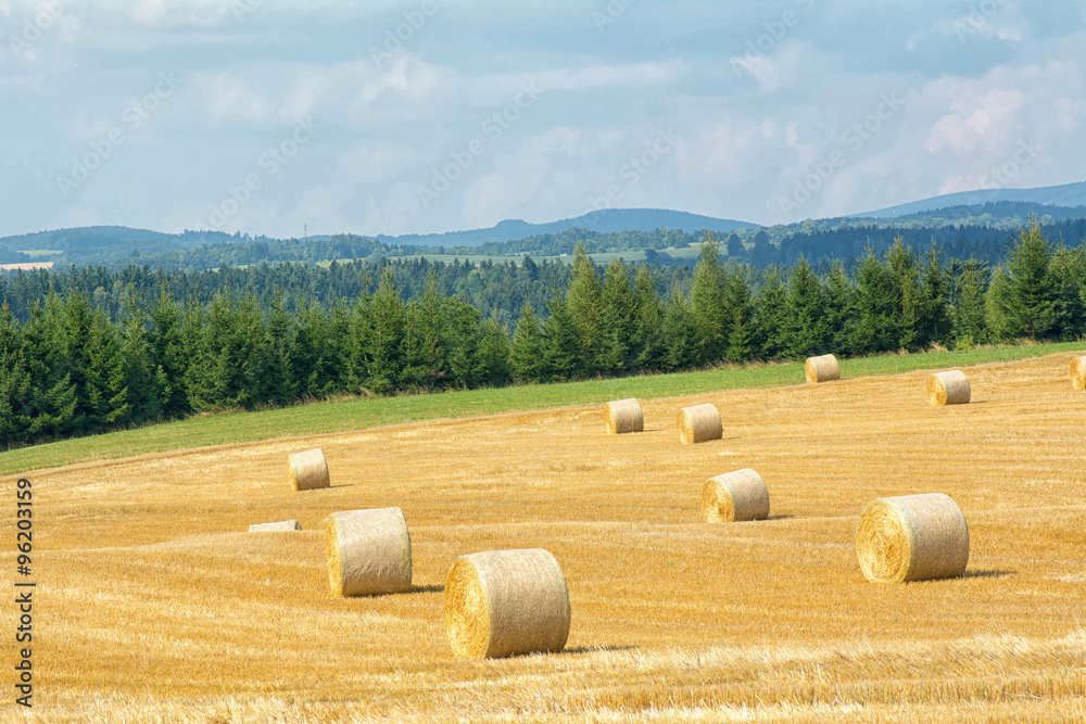 Mowed cornfield with straw bales
