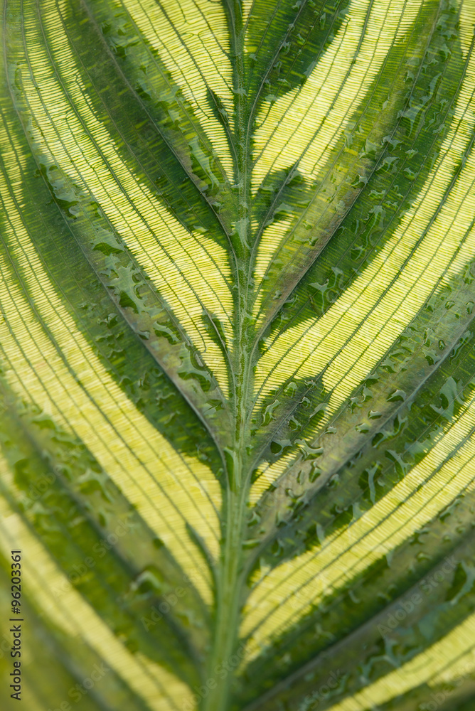 front of Calathea makoyana leaf close up front of Calathea makoyana leaf close up
