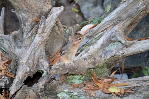 Chipmunk on tree stump