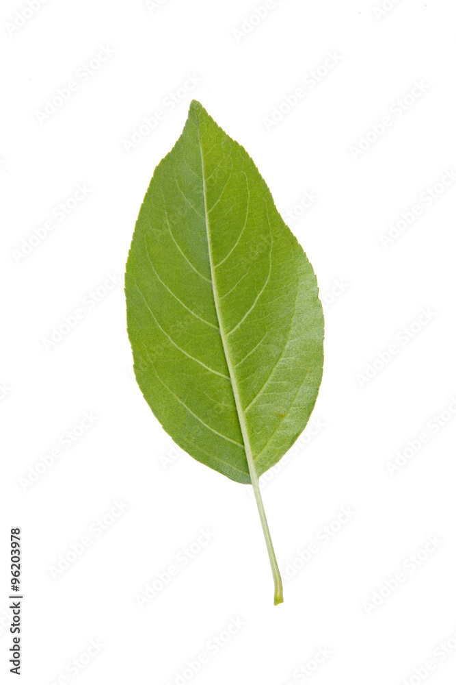 The leaves The leaves