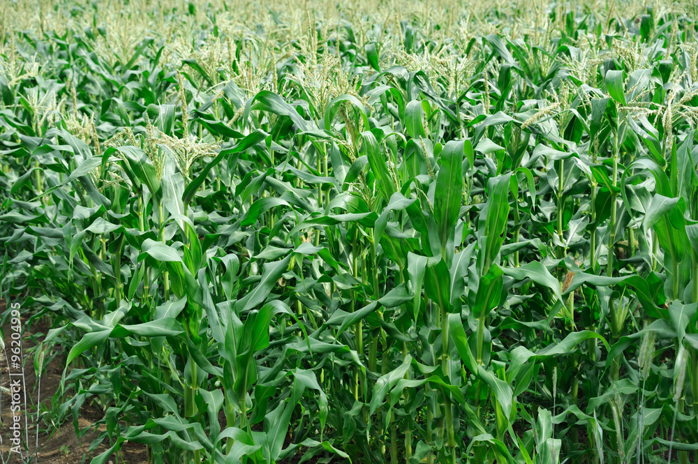 corn field in the farm corn field in the farm