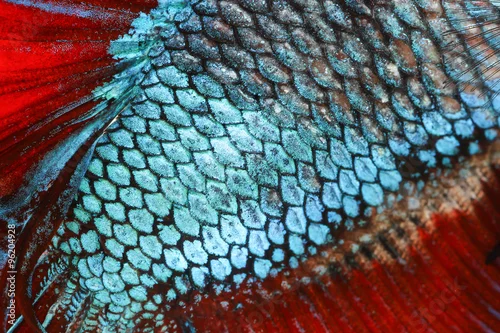 Obraz Texture of tail siamese fighting fish